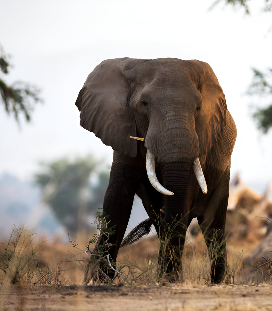 Tarangire National Park