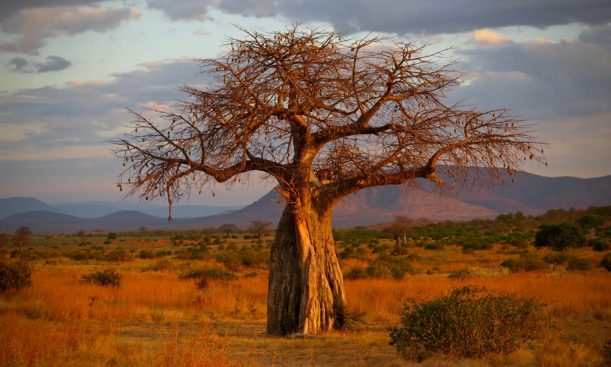 Ruaha National Park