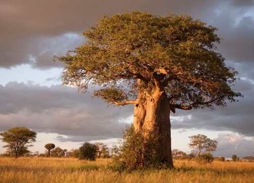 Day Trip To Tarangire National Park