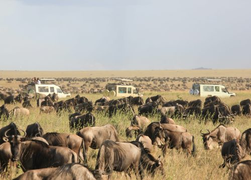 6 day ndutu migration experience safari