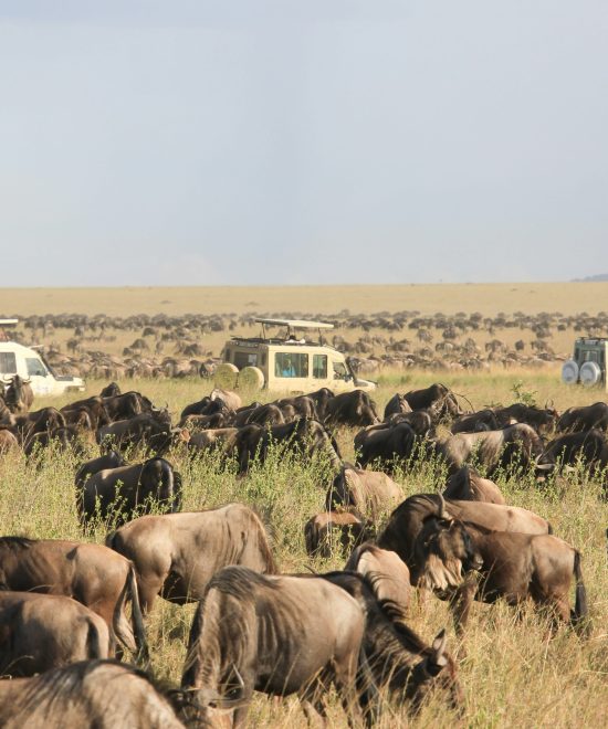 6 day ndutu migration experience safari