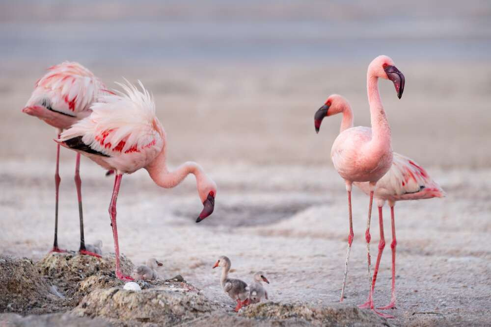 Lake Natron