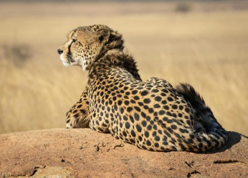 5-Day Safari Adventure in Tanzania