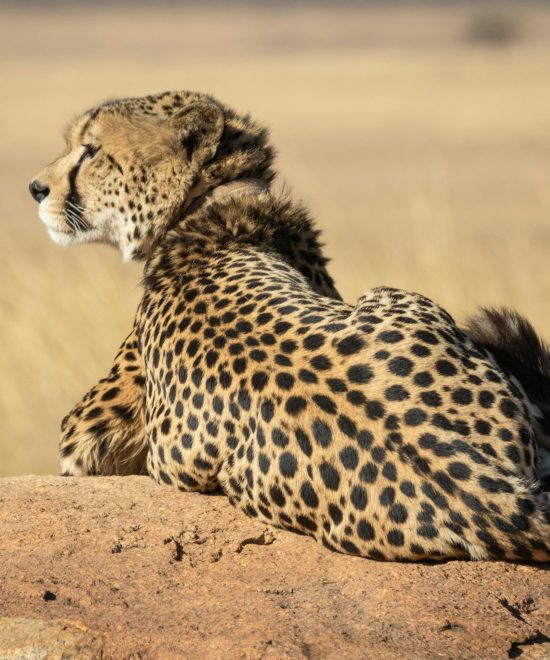 5-Day Safari Adventure in Tanzania