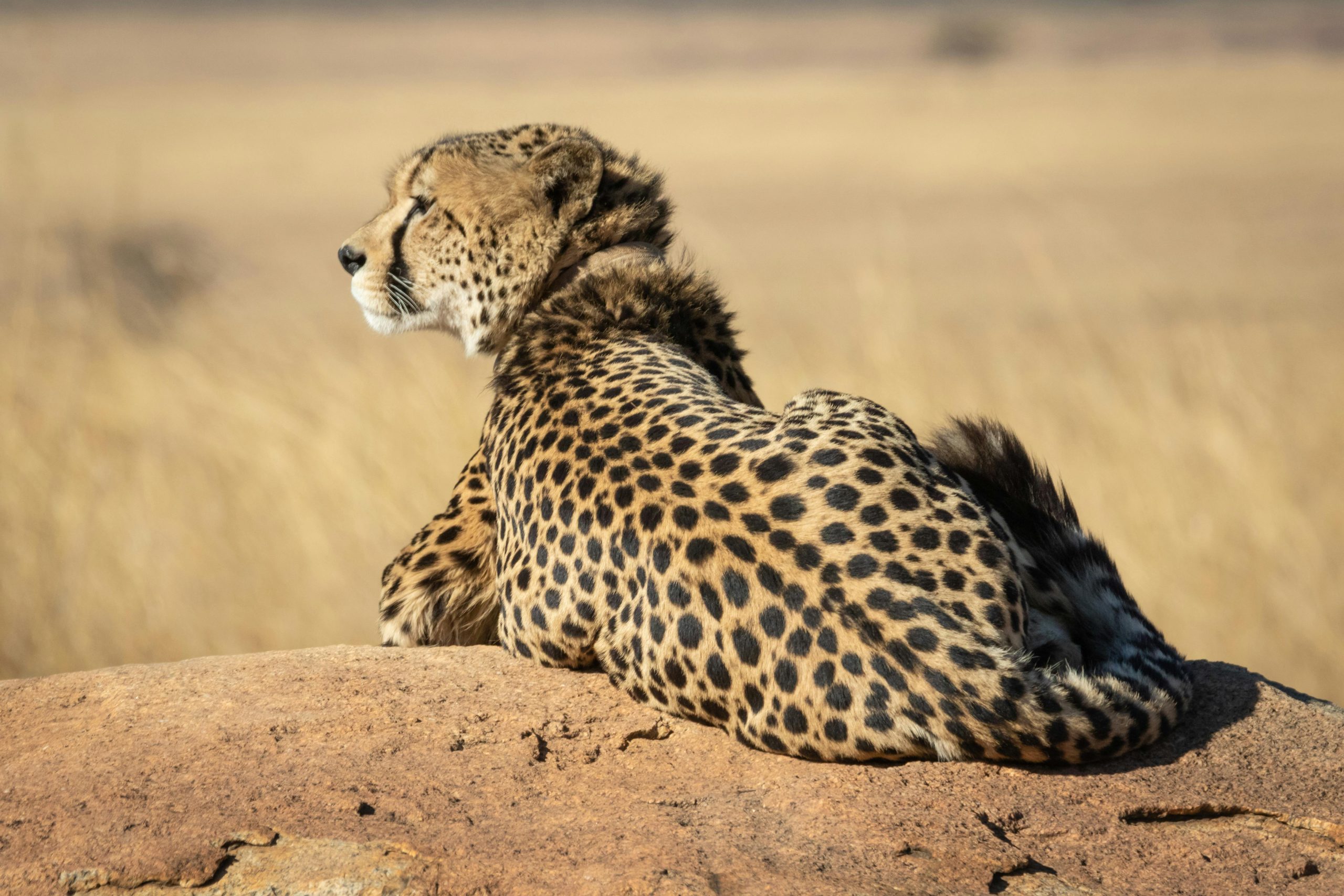 5-Day Safari Adventure in Tanzania