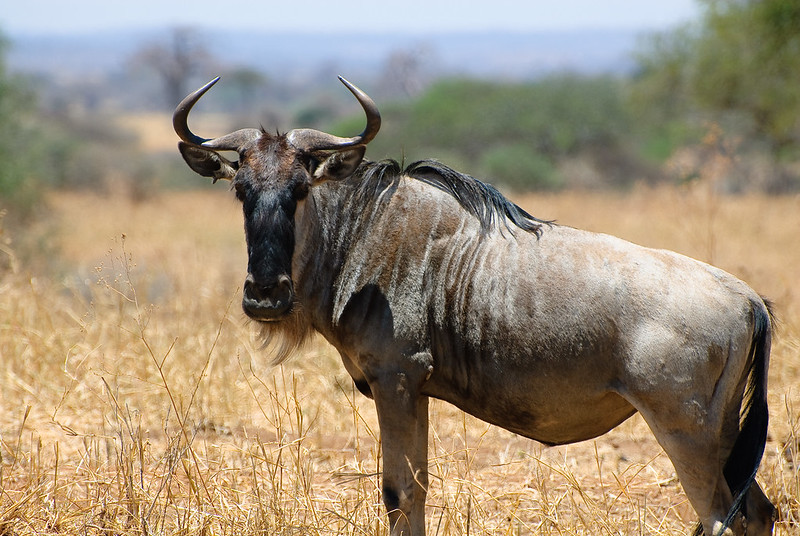 Ngorongoro National Park