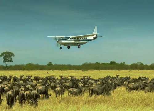 4-Day Fly-In Fly-Out Calving Season Safari