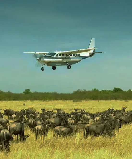 4-Day Fly-In Fly-Out Calving Season Safari