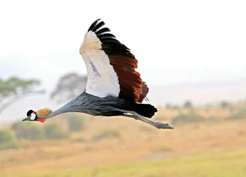 3 Days Best Tanzania Safari