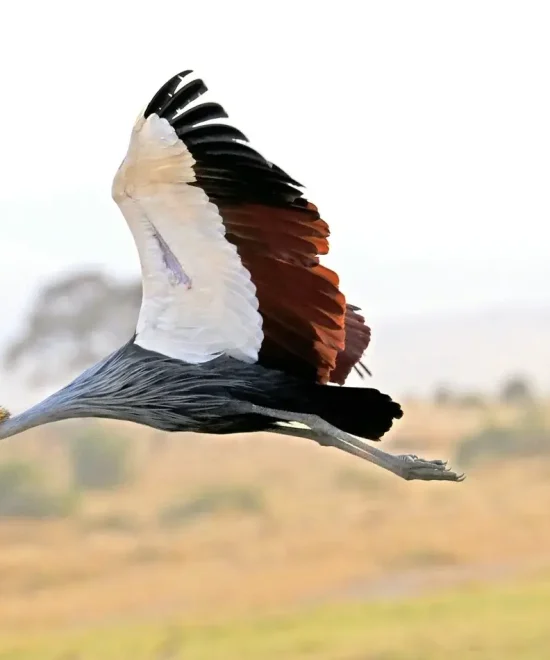 3 Days Best Tanzania Safari